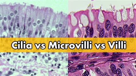 Cilia vs Microvilli vs Villi - YouTube