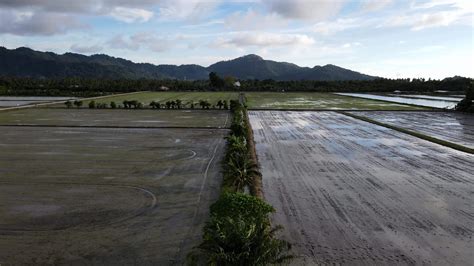 Aerial view cultivated paddy field 7710606 Stock Video at Vecteezy