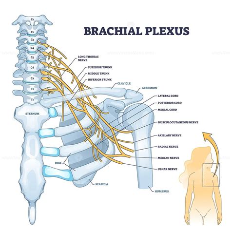 Brachial Plexus Nerves Labeled