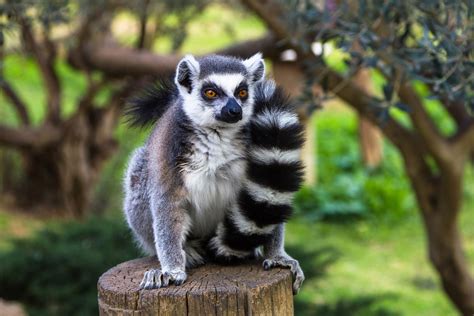 Ring-tailed lemurs are in big trouble • Earth.com