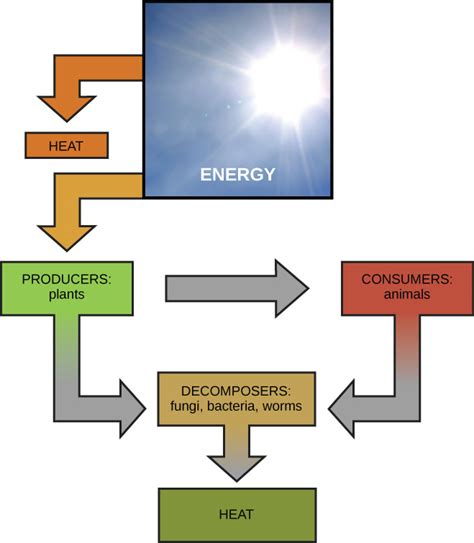 6.1A: The Role of Energy and Metabolism - Biology LibreTexts