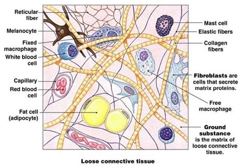 Matrix of connective tissue is made up of