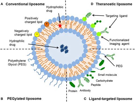 Frontiers | Advances and Challenges of Liposome Assisted Drug Delivery