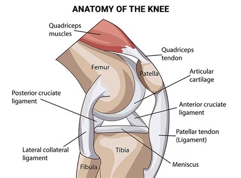 Inner Knee Pain: Why Does the Inside of My Knee Hurt? - NJ's Top ...