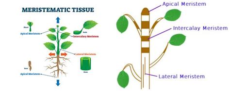 Meristematic Tissue - Everything That You Must Know - Actuate Minds