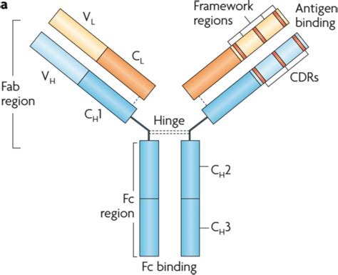 Schematic structure of an immunoglobulin G (IgG) monoclonal antibody ...