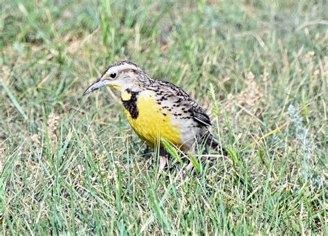 Meadowlark picture 1 | Great Bird Pics