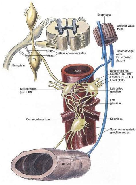 Celiac Plexus Block | Clinical Gate