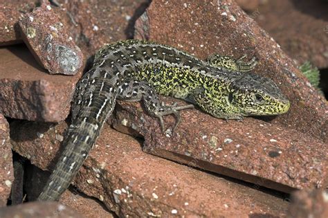 Male sand lizard - Stock Image - C006/7273 - Science Photo Library