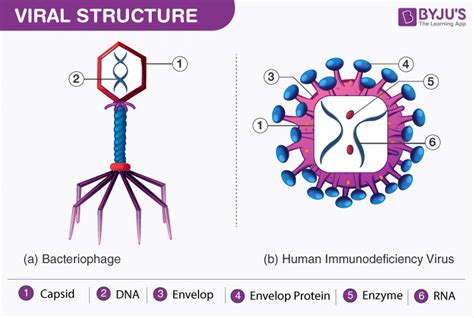 Difference between Virus and Virion