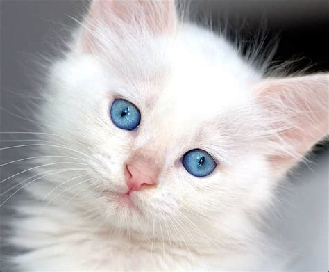 I want this kitten! | White cats, Cute cats, Beautiful cats