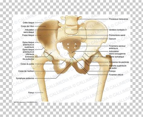 Pelvis Iliopubic Eminence Bone Anatomy Ilium PNG, Clipart, Anatomy ...