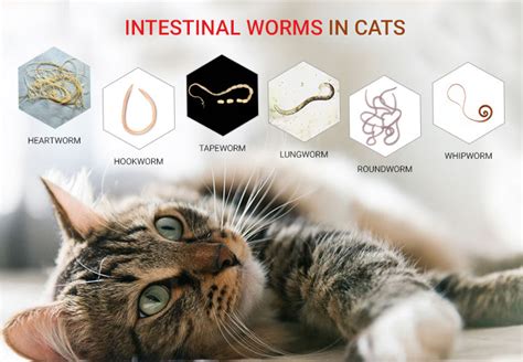 Types of Worms in Cats - A Thorough Study