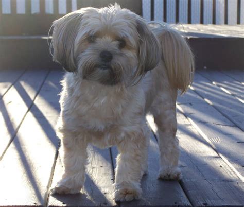 A Dog’s Elementary School Graduation Picture Takes Center Stage in ...