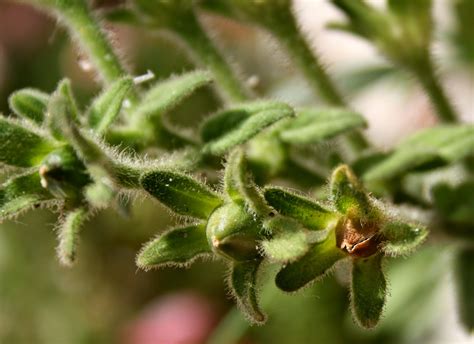 Home Gardening - India: Collecting Seeds - Petunia