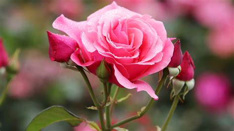 Pink Rose Flower With Buds In Blur Background 4K 5K HD Flowers ...