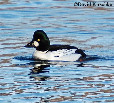 Common Goldeneye Duck - Information and Images