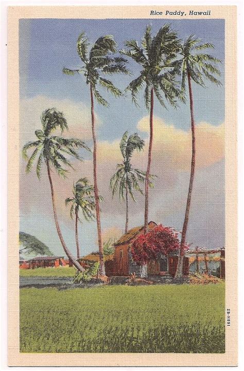 Hawaii Vintage Linen Postcard Rice Paddy and Hawaiian Hut | Etsy in ...