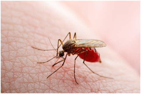 Little Girl Dies From Mosquito Bite in Alabama After Contracting Rare ...