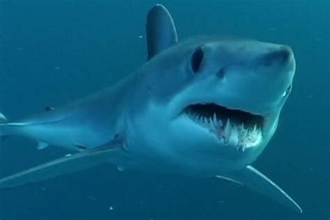 Atlantic Shortfin Mako Shark | NOAA Fisheries