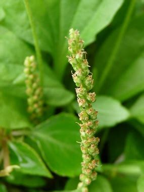 Broadleaf Plantain: Pictures, Flowers, Leaves & Identification ...