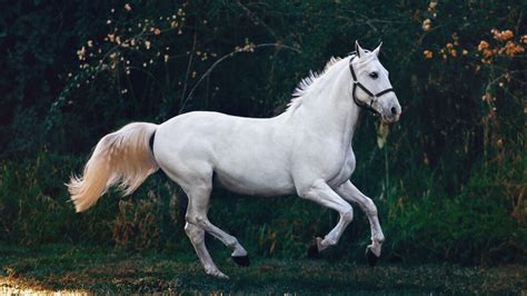 The Most Beautiful White Horse Breeds | A Detailed Guide