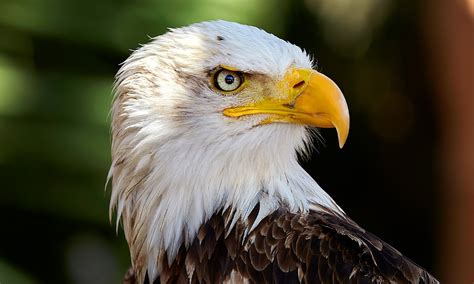 Eagle Symbolism & Meaning (+Totem, Spirit & Omens) | World Birds