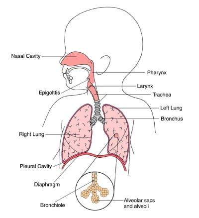 Acute Bronchitis | Symptoms, Diagnosis & Treatment