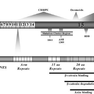 The APC gene structure, amino acid structure, and disease profile ...