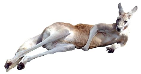 Kangaroo PNG