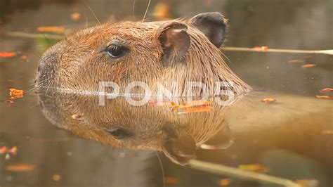 Capybara Swimming Pool