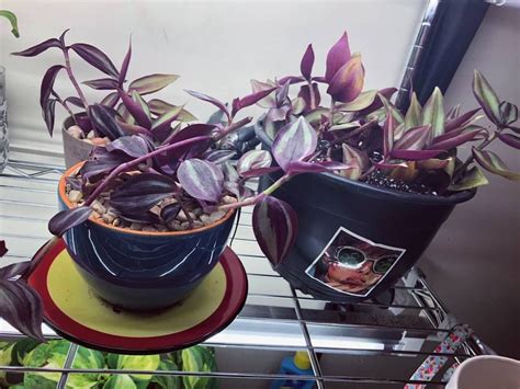 Bring Vibrant Color to Your Home with These Stunning Purple Houseplants