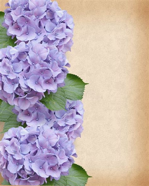 Hydrangea Border Clip Art