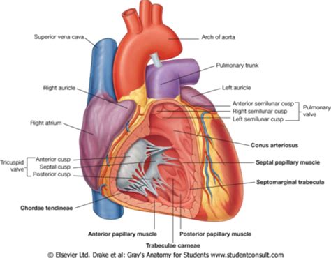 Conus Arteriosus Heart