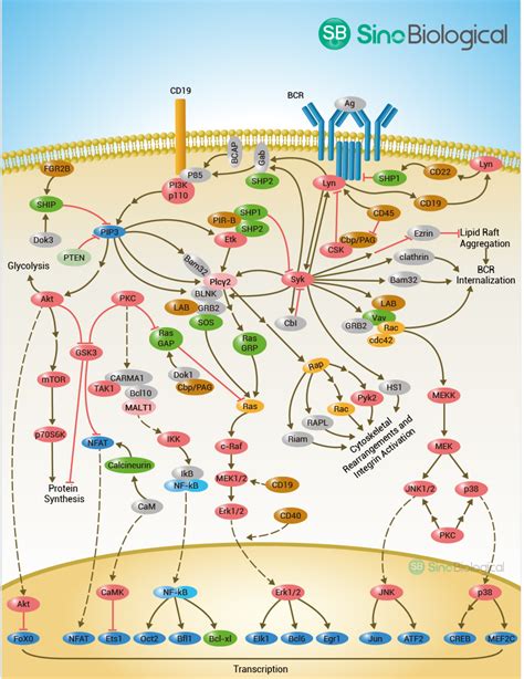 B Cell Receptor Signaling Pathway