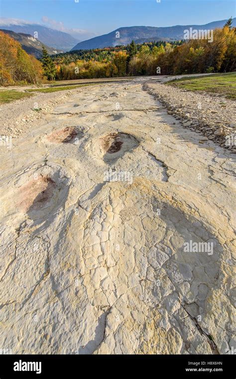 Sauropod Fossil Stock Photos & Sauropod Fossil Stock Images - Alamy