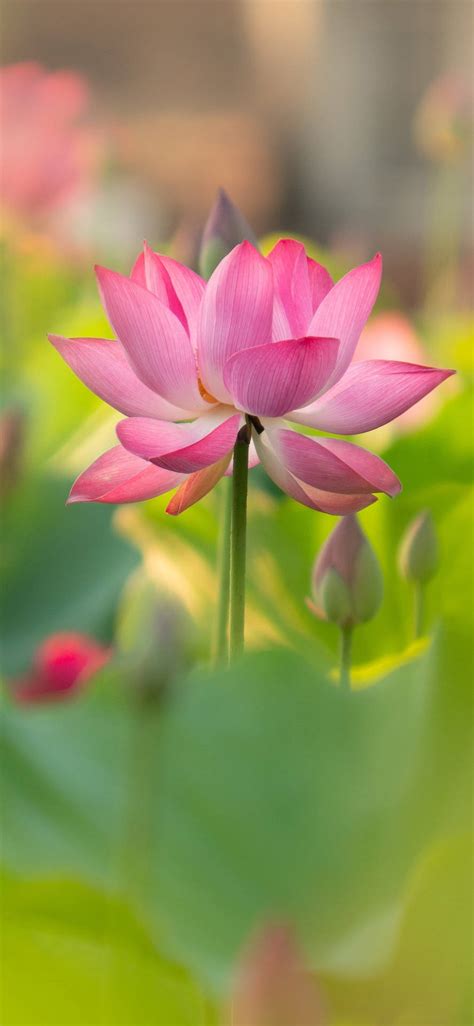 Hd Wallpapers Of Lotus