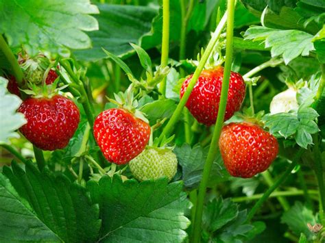 Strawberry Plant Care – How To Plant Strawberries | Gardening Know How