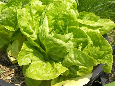 Harvesting Bibb Lettuce – Some Bitter Leaves