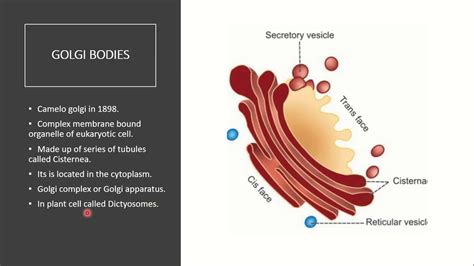 Biology | Golgi Apparatus | Structure and Function of Golgi Body - YouTube