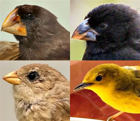 Galapagos Birds: 25 Avian Species You Can See on a Galapagos Cruise