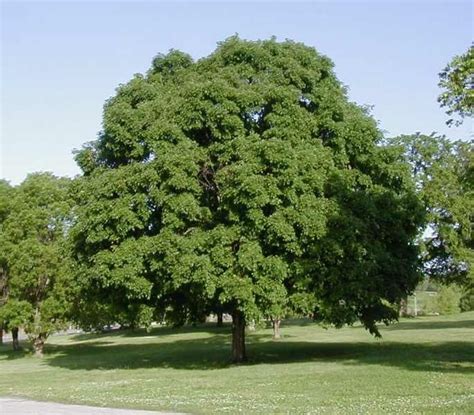 8 Shade Trees To Help Cool Off In Summer | Shade trees, Lawn care ...