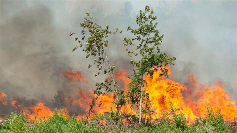 Wildfires Burn Across Louisiana, Killing 2 - The New York Times