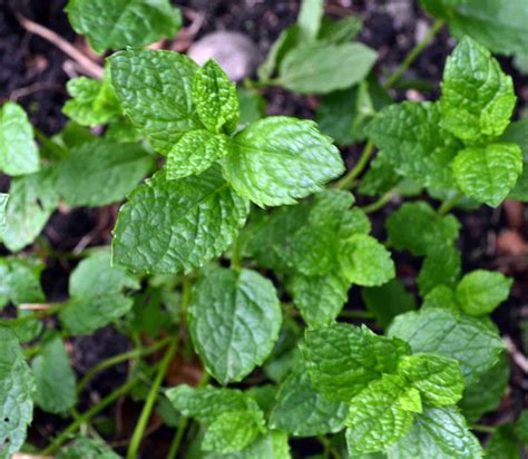 Versatile Herbs - Guest Post for Countrylife