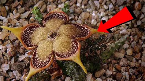 World's most Mysterious Flower Found on earth | Brahmkamal | - YouTube