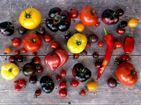 Review of 17 heirloom tomato varieties I grew in 2021 - Kitchen Garden ...