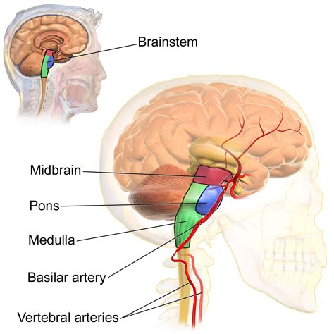 Brain Stem Diagram And Parts Described