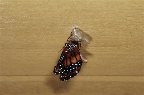 Queen Butterfly Emerging From Chrysalis Photograph by Sally Mccrae ...