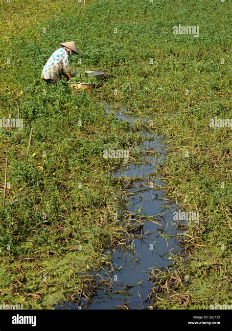 A woman works in a paddy field in Vietnam Stock Photo - Alamy