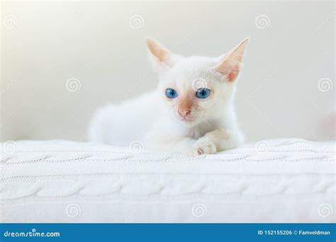 Baby Cat. White Kitten Sleeping at Home Stock Photo - Image of cable ...